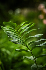close up of green leaf