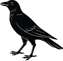 crow on a white background