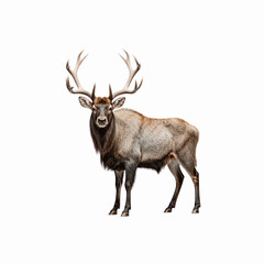  Majestic Elk in Focus: A magnificent elk stands tall, its impressive antlers a symbol of wilderness. Capturing the animal's strength and grace.