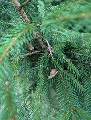 Small snail crawling on green spruce tree needles in a natural forest environment
