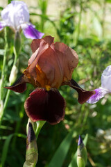 Chocolate iris flower in the garden