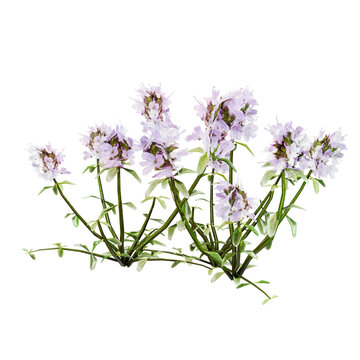 Wild Thyme (Thymus serpyllum) with Pink-Purple Flowers on transparent Background