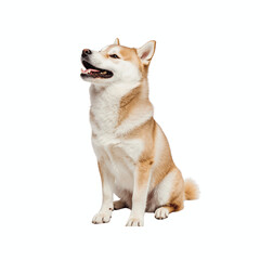 Loyal Companion: A handsome Akita dog sits patiently, with its head slightly raised, and a peaceful expression. This image evokes loyalty and companionship. 