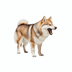 Aggressive Dog: A snarling dog, possibly a Shiba Inu mix, stands alert, its mouth open in a display of aggression.  Its fur is a blend of light and dark brown.