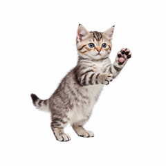  Playful Kitten: A cute and curious kitten, its playful gesture will bring you smiles. 
