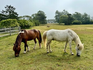 Chestnut and white horses grazing together in open meadow – Pasture Serenity Collection