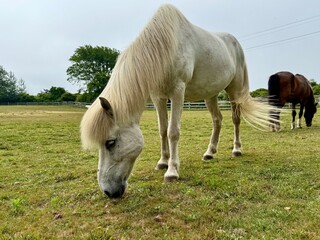 White horse grazing in lush field, brown horse in background – Pasture Serenity Collection