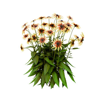 Blooming Black-Eyed Susan Flowers with Lush Green Leaves on transparent Background &ndash; High-Quality Botanical Illustration