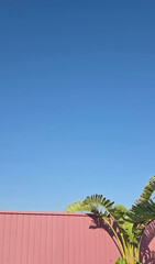 palm tree on blue sky