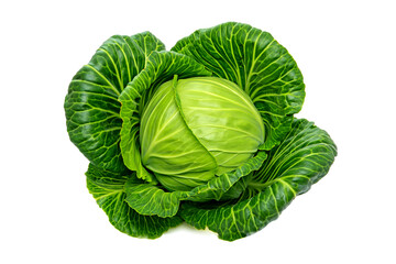 Fototapeta premium Fresh Green Cabbage Head - Organic Superfood for Salads, Soups & Vegan Recipes