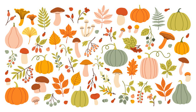 Autumn big set. Hand drawn vector set fall elements. Fall leaves, mushrooms, maple, berries, oak, pumpkins. Harvest time. Colored trendy illustration. Autumn floral stickers. 