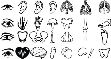 Human Anatomy Line Art Icons Set – Medical Body Parts, Organs, Bones, and Systems Vector Collection for Healthcare and Education