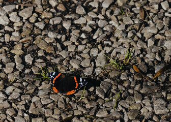 Red Admiral Butterfly Resting on a Rocky Trail