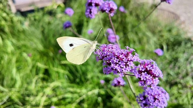 Graceful butterfly landing and feeding on vibrant purple flowers in blooming garden. Verbena bonariensis, the purpletop vervain. Pieris brassicae, the large white