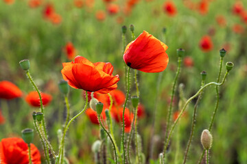 Beautiful summer Poppy fields, Pskov region