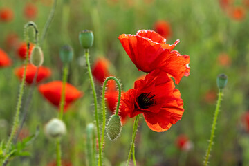 Obraz premium Beautiful summer Poppy fields, Pskov region