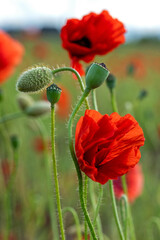 Beautiful summer Poppy fields, Pskov region