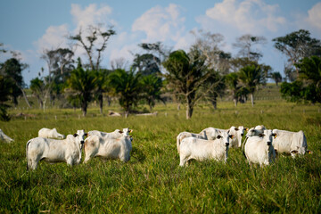 Deforestation on a farm cattle pasture in the Amazon rainforest. Concept of environment,...