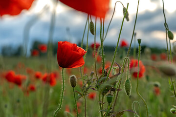 Beautiful summer Poppy fields, Pskov region