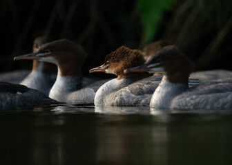 Grupa nurogęsi (Mergus merganser) pływająca po spokojnej powierzchni wody w naturalnym środowisku. Dzika przyroda, ptaki wodne w ich naturalnym habitacie, fotografia przyrodnicza. © MarcinRoj.Fotografia