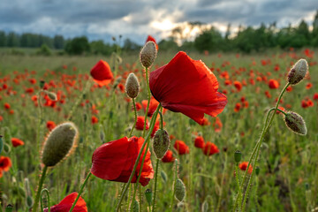 Beautiful summer Poppy fields, Pskov region