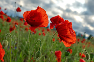 Beautiful summer Poppy fields, Pskov region