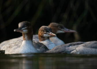 Grupa nurogęsi (Mergus merganser) pływająca po spokojnej powierzchni wody w naturalnym środowisku. Dzika przyroda, ptaki wodne w ich naturalnym habitacie, fotografia przyrodnicza. © MarcinRoj.Fotografia