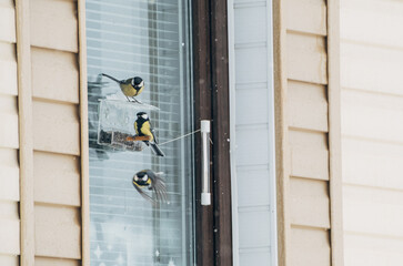 Four colorful birds perched on a window ledge during winter. 