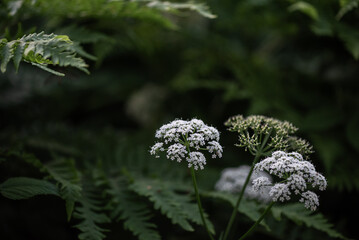 Delicate white meadow flowers stand out against a dark green grass background, creating a soft and...
