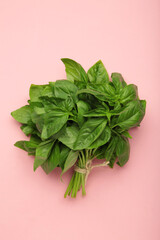 Raw green organic basil leaves on pink background.