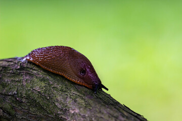 A slug in close-up crawls along a tree branch. a slug's head with horns. . mucus. the Spanish wood snail. macrophotography. close-up. natural light.