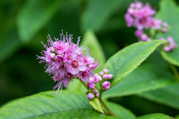 pink spirea flowers on a blurred background with bokeh. space for text. colorful flower photo....