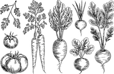 a collection of root vegetables such as carrots, radishes, and beets, along with tomatoes, all rendered in a detailed black and white sketch style. 