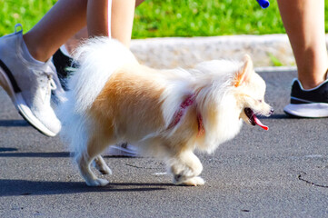Small, long-haired, white and beige dog walking on asphalt on a street with a leash on a sunny day