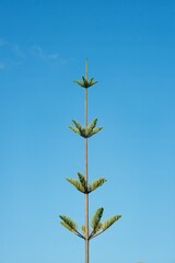 Araucaria Treetops Against Clear Blue Sky