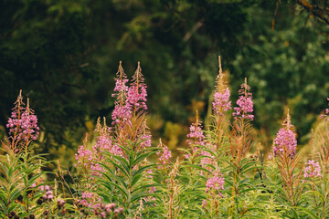 A field of vibrant pink fireweed flowers surrounded by lush green foliage.