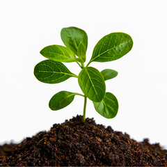 Seedling growing in soil a symbol of new life and growth for agriculture and environmental conservation