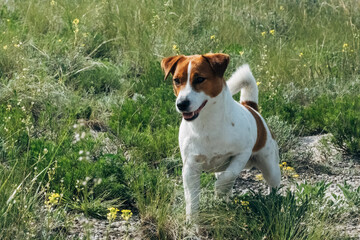 Jack Russell Terrier with a white and brown coat runs through a grassy field filled with wildflowers