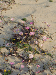 Silene sericea (Silene of the coasts) Flowers in Bloom on Coastal Sand – Early Spring in Golfo...