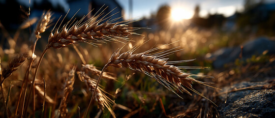 Golden wheat whispers beneath setting sun