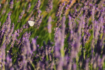 White Butterfly on Purple Lavender Blossom