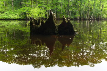 Cypress knees reflecting off the smooth water of the Lumber River at Lumber River State Park.