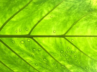 green leaf background