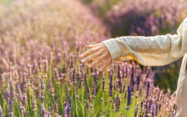 Hand Touching Lavender Plant Blossom in Garden
