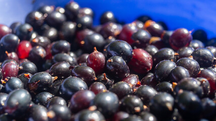 Currants in a bowl. Currants in the sunlight close up