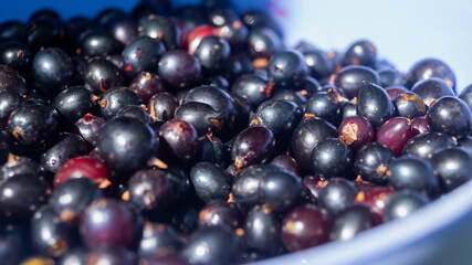Currants in a bowl. Currants in the sunlight close up
