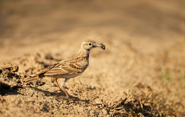 Greater Short-toed Lark holding a beetle in its beak