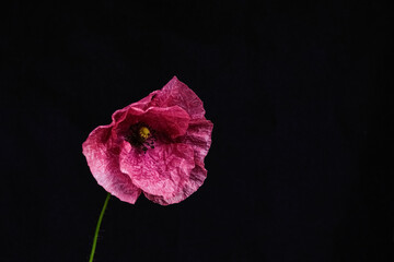 Single red poppy flower in dramatic lighting on a black background. Great for dark floral themes,...