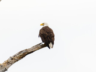 Bald Eagle (Haliaeetus leucocephalus) Perched Atop A Branch Guarding Nest