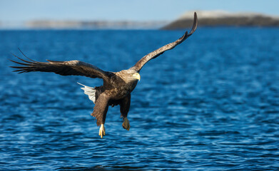 White-tailed sea eagle in flight